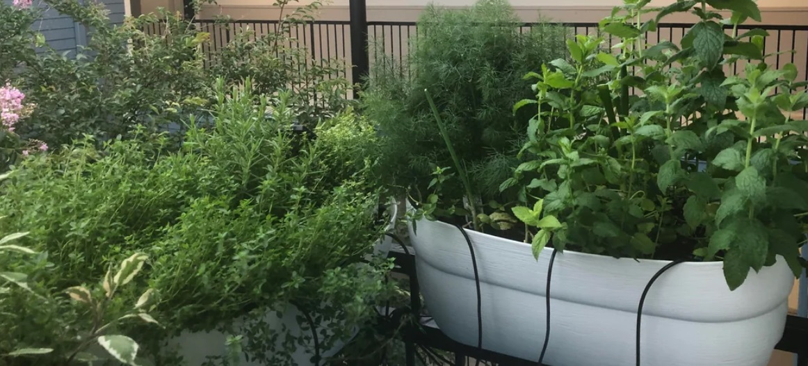 My Herb Garden